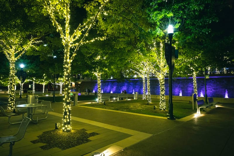 Lighted park trees in The Woodlands, Texas